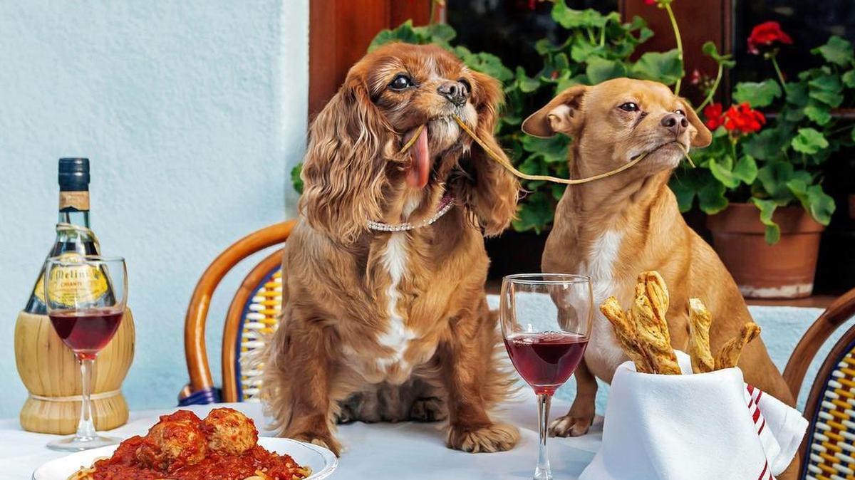 This Oct. 26, 2015, photo provided by Zola shows Toast, left, a 10-year-old King Charles puppy mill rescue, and 7-year-old Finn in their "Lady And The Tramp" photo taken at Mediterraneo Restaurant in New York. Animals can melt the human heart, tickle the funny bone or bring us to tears. All you have to do is follow, like or pin them. There is no end to the number of online animals, from YouTube to www.explore.org and all the social media sites in between.