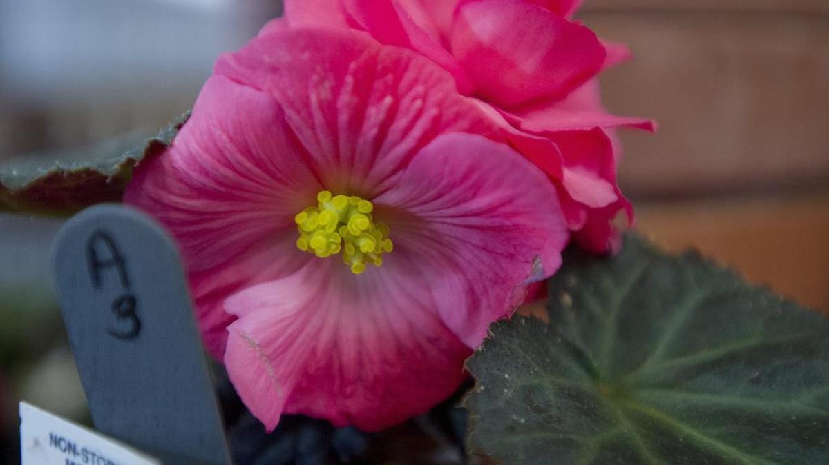 The Centre County Master Gardener Garden Fair and Plant Sale features more than 5,000 plants and vegetables.