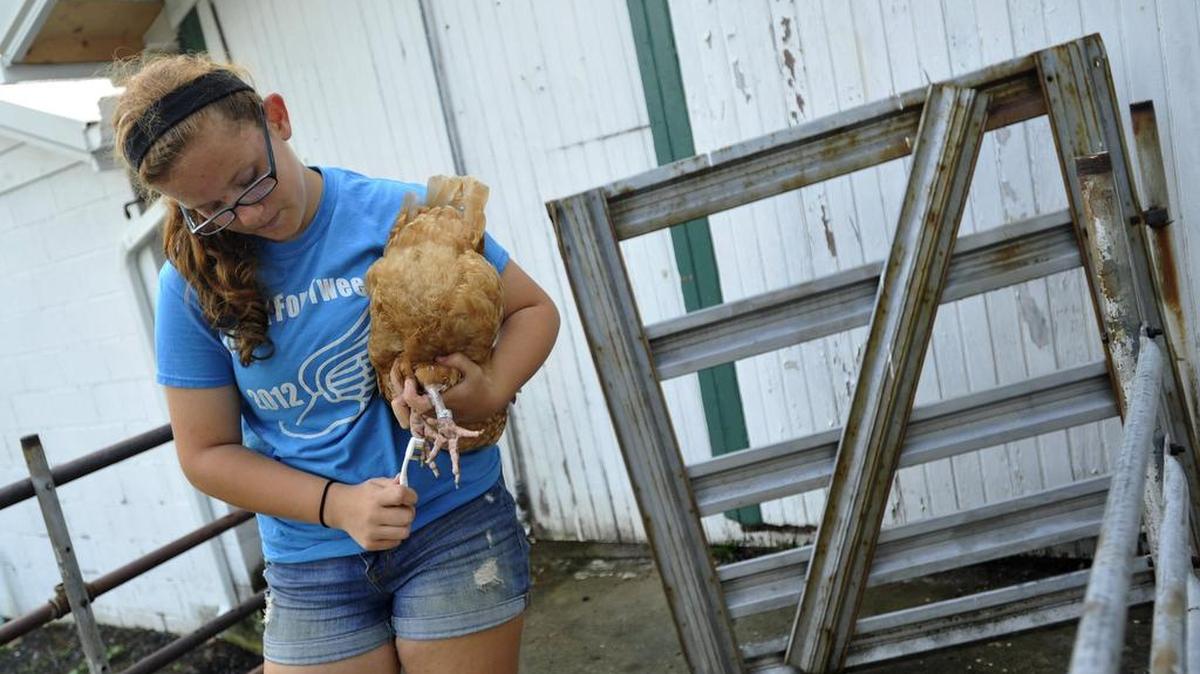 Alyssa Brown, of Spring Mills, cleans her chicken’s feet in preparation for a show at the Grange Fair in 2014.