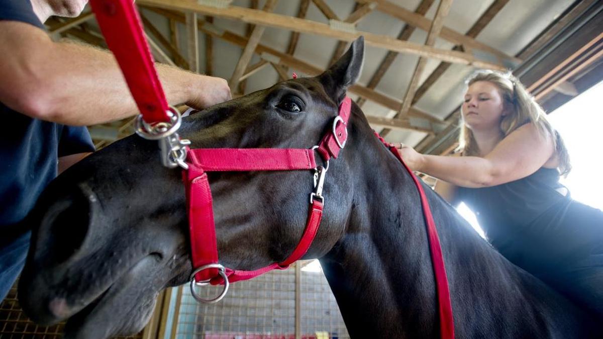 Jordan Cole helps braid ribbons into the mane of Thunder, a 3-year-old Percheron, before the six-horse hitch show during the last day of the Centre County Grange Encampment and Fair in 2015.