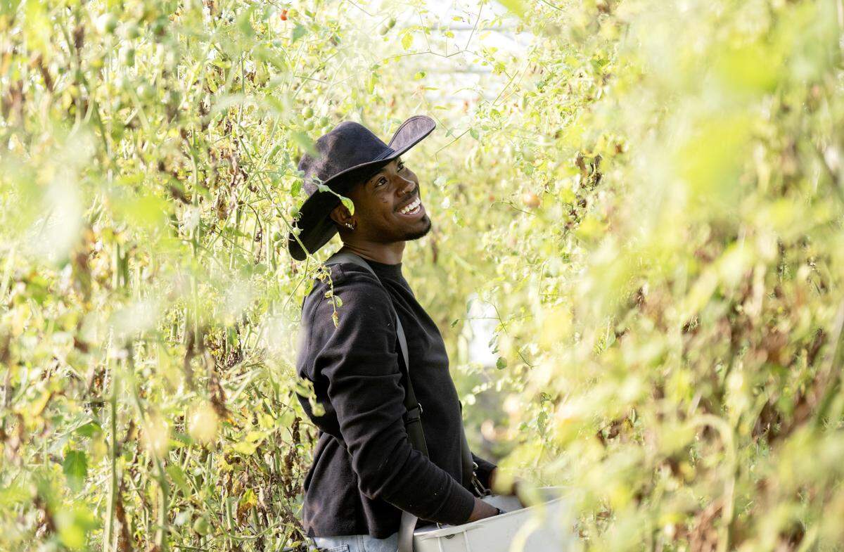 Hunter Reed laughs as he picks tomatoes at the Student Farm at Penn State on Thursday, Oct. 16, 2025.  
