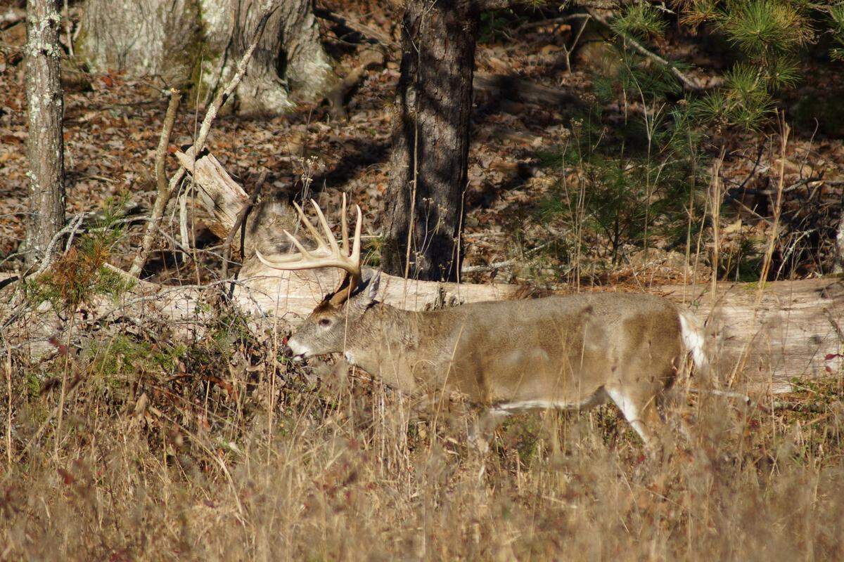 Larger-racked and older bucks are making up more of the harvest each year, according to the Pennsylvania Game Commission.