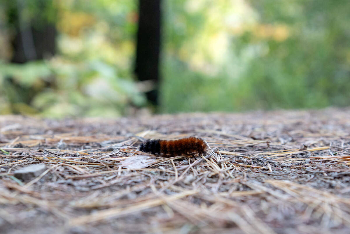 A woolly bear caterpillar on the trail around Colyer Lake on Friday, Oct. 14, 2022.