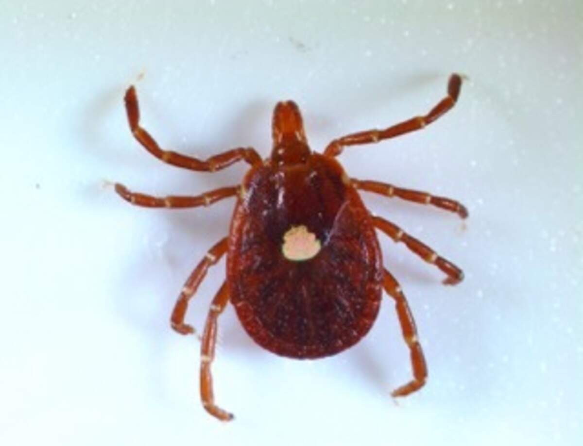lone star tick, reddish-brown tick with white spot on its back
