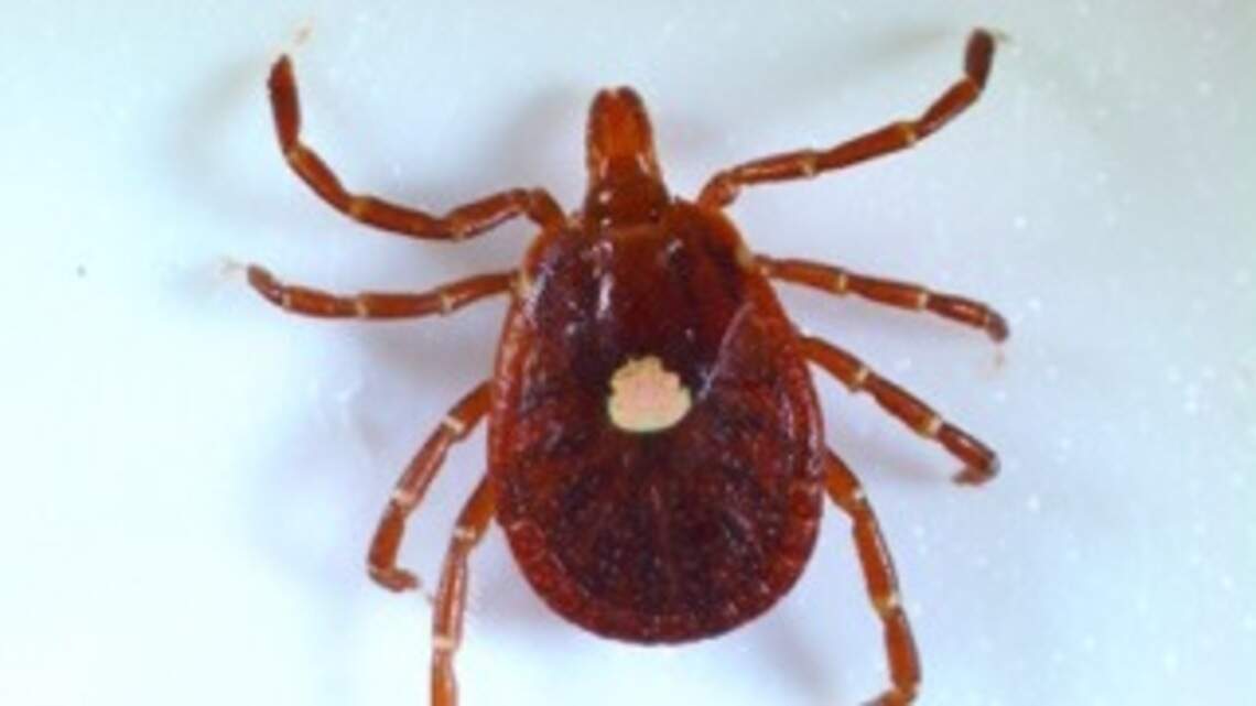 There are 6 kinds of ticks in SC to watch out for, SCDPH says. Here’s how to deal with them all