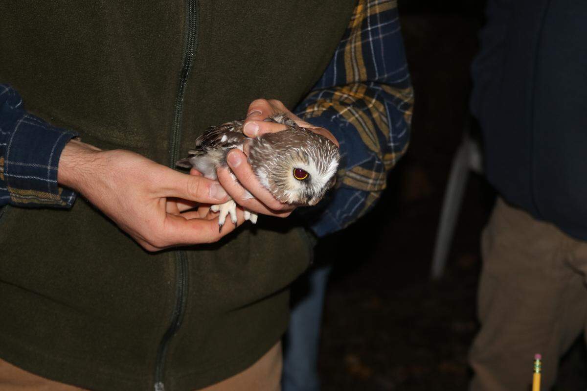 Once believed to be a threatened species in Pennsylvania, saw-whets are actually more common than previously thought.