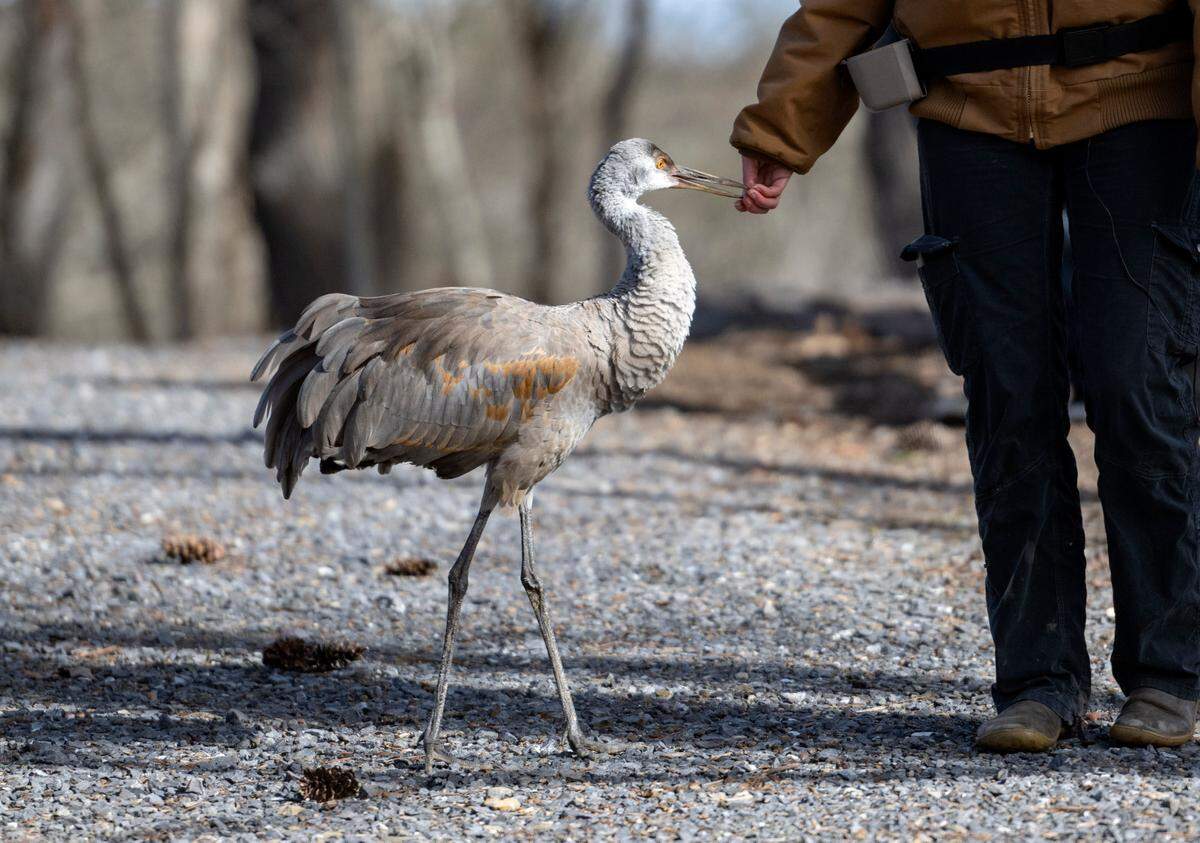 Jane, a sandhill crane, takes a piece of food from Paige Sutherland Wednesday as they take a walk at Klingsberg Aviary at Shaver’s Creek. Sutherland, the wildlife education program director at Shaver’s Creek, hopes that flock walks will start this spring with visitors being able to walk with Jane.