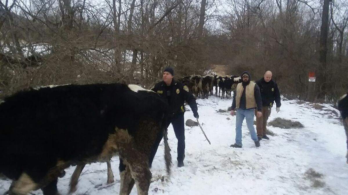 About 25 dairy cows broke free from a Centre Hall farm Wednesday, according to Spring Township police Chief Michael Danneker. The cows were corralled near the Pleasant Gap Elementary School.