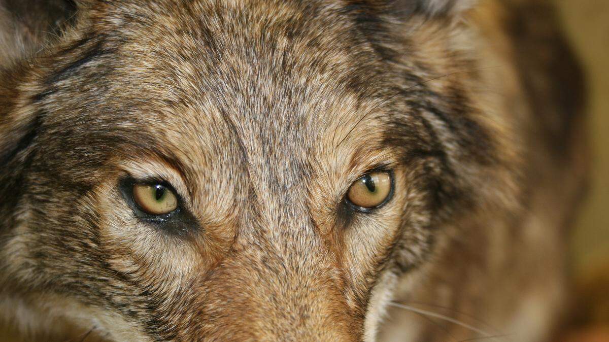 Nearly 30 predator hunts are occurring in Pennsylvania this winter.