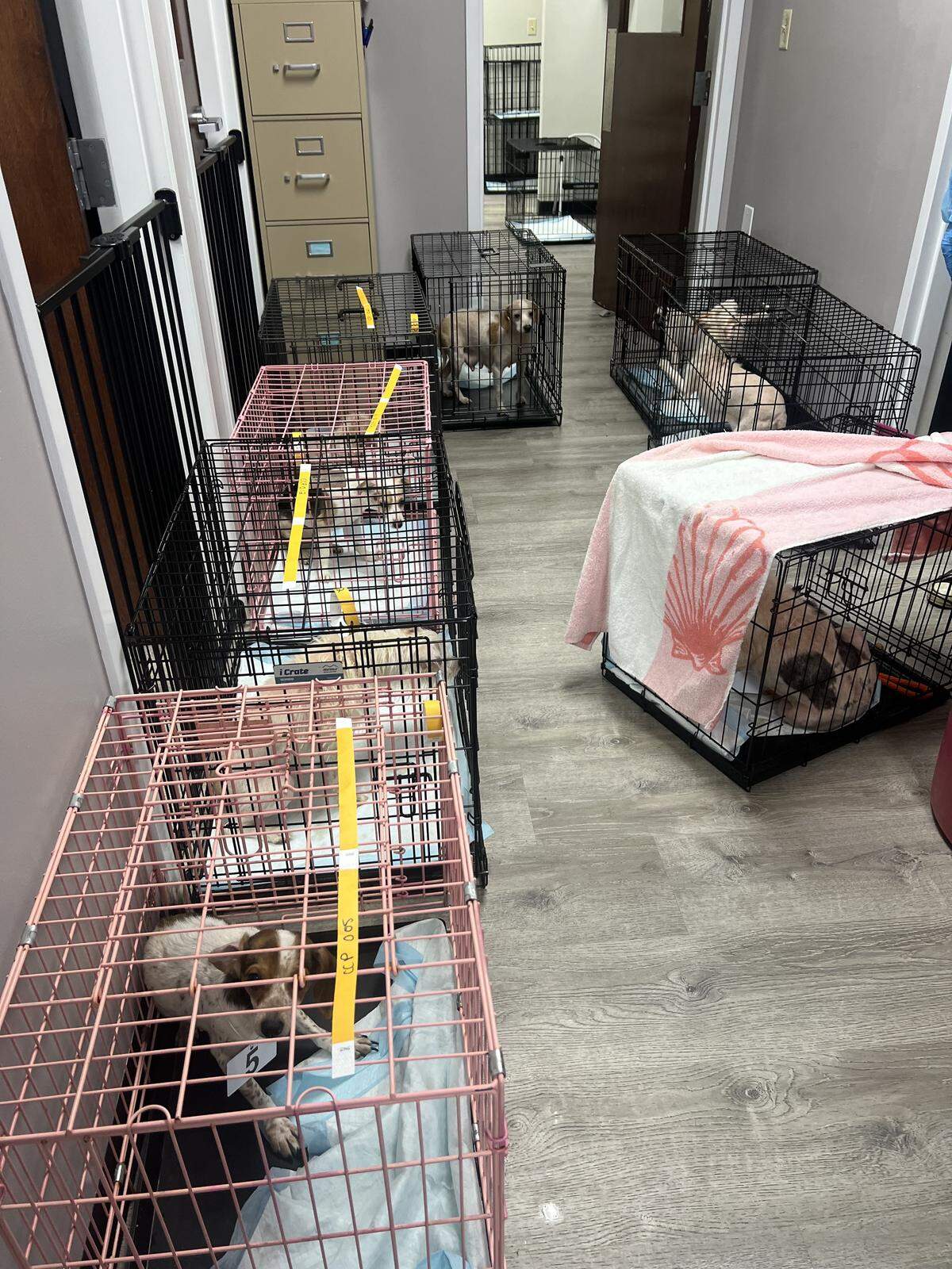 Thirty-seven dogs were surrendered to Centre County PAWS, which is asking the community for help with the “emergency dog intake.”