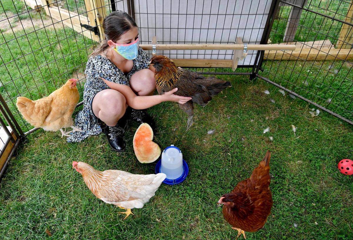 Maeve Elliott, 10, pets one of her chickens, El, as Purple, Banana and Waffles walk around on Friday, June 19, 2020.