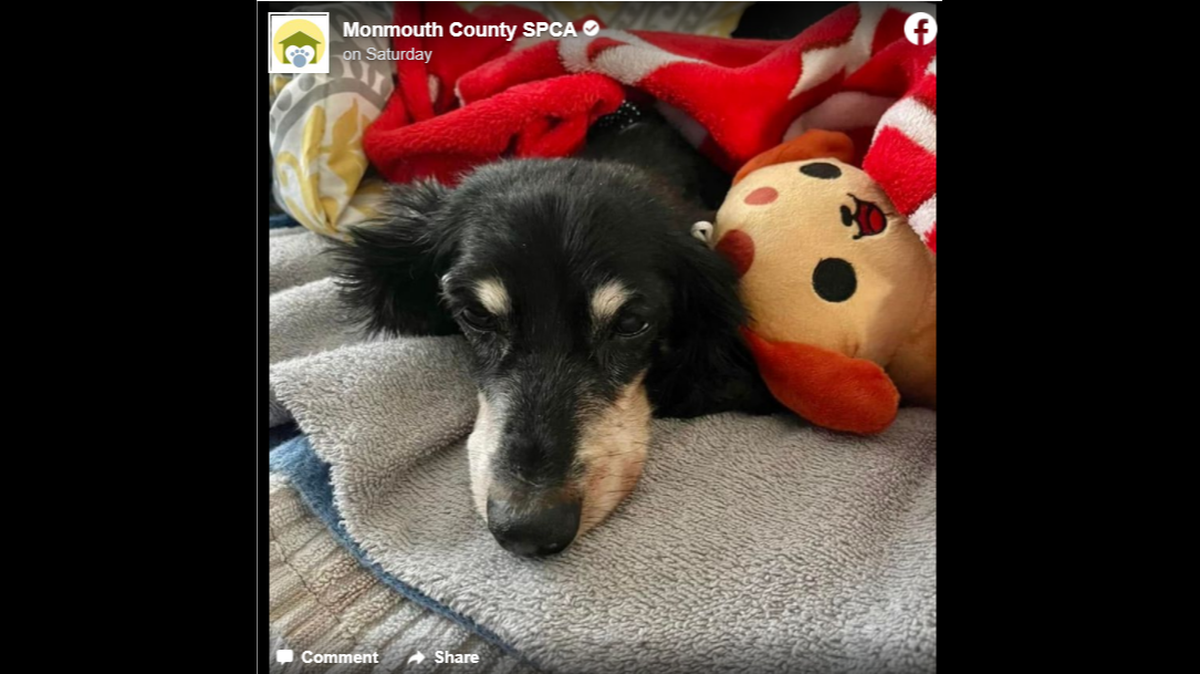 A 14-year-old dachshund named Sammy broke a lot of hearts on social media post last week, when a shelter revealed he is optimistically waiting for the arrival of his owner — who is actually dead.