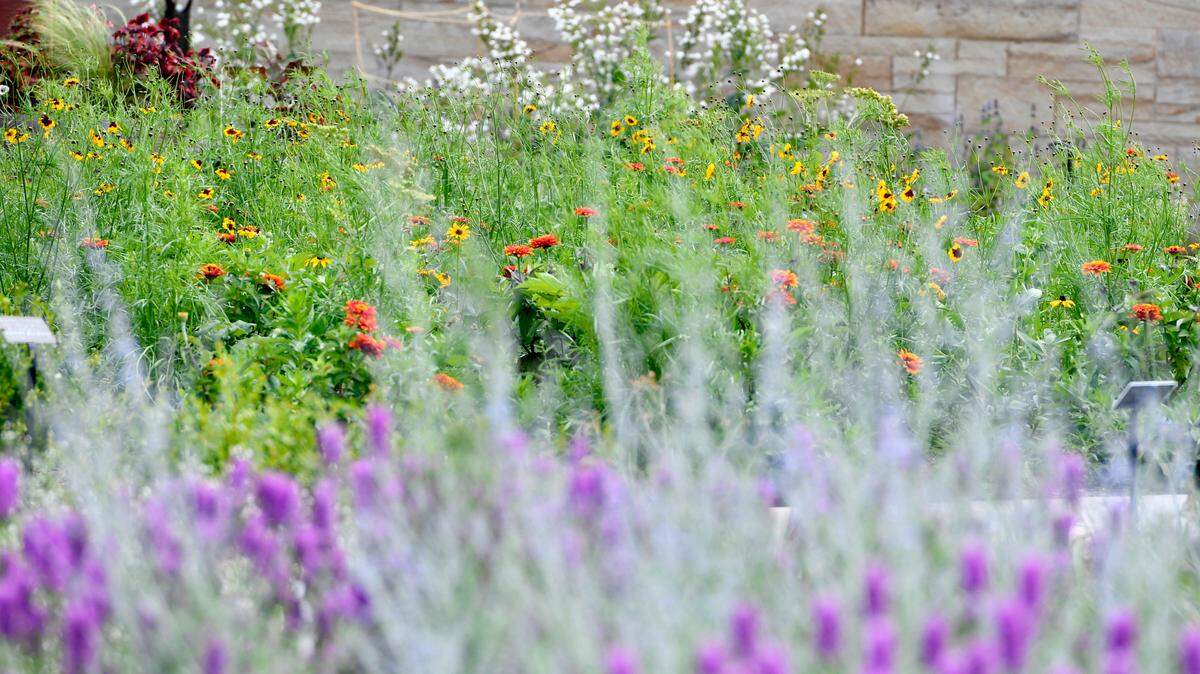 Native plants, some of which are pictured at The Arboretum at Penn State in June 2021, are essential links in the life cycle of many insects, birds and other animals.