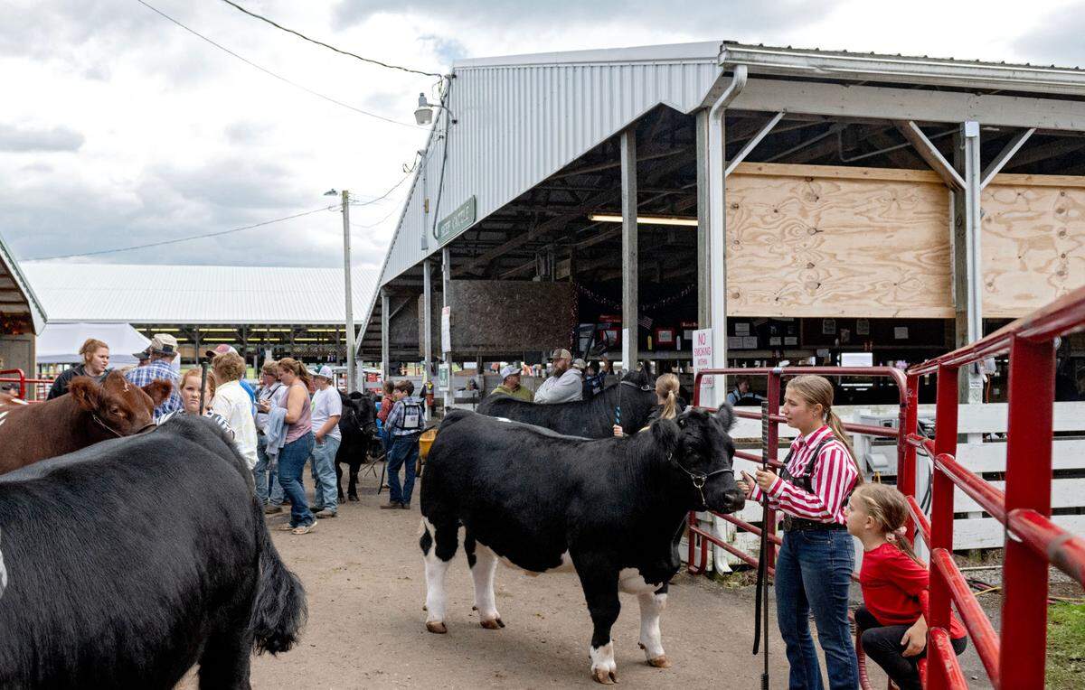 Youth line up with their animals for the open beef show at the Centre County Grange Encampment and Fair on Wednesday, Aug. 21, 2024.