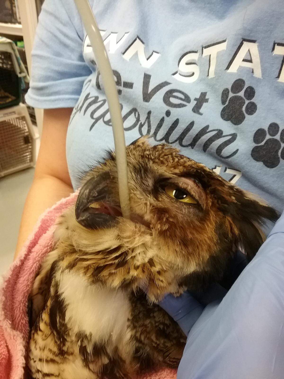Centre Wildlife Care is treating a great horned owl that is exhibiting symptoms of West Nile virus. The rehabilitation center has seen more than 20 birds in just the past two weeks that may have the virus.