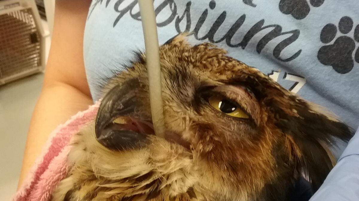 Centre Wildlife Care is treating a great horned owl that is exhibiting symptoms of West Nile virus. The rehabilitation center has seen more than 20 birds in just the past two weeks that may have the virus.
