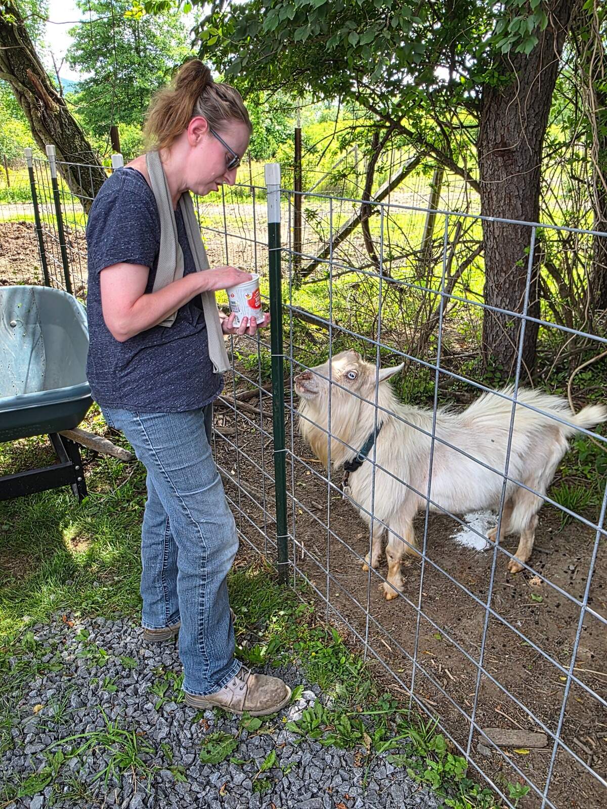 Faith Martin feeds Willy, a bull goat on Wednesday, June 17, 2026.