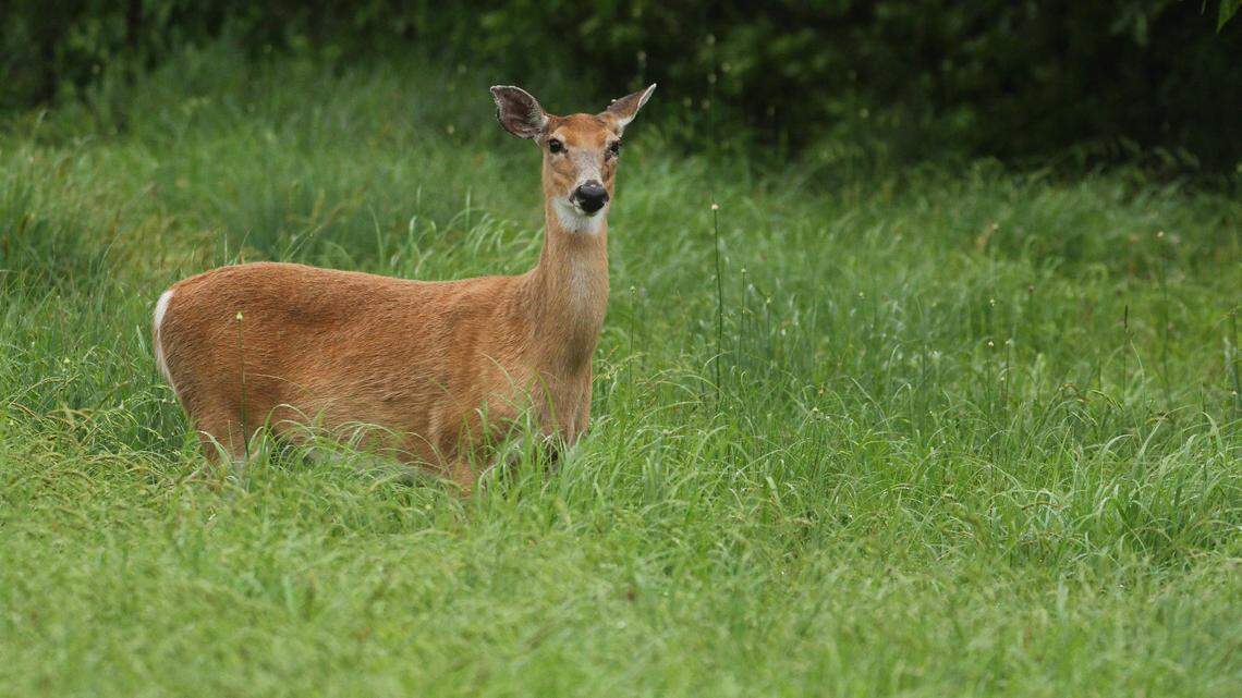 Here’s why the new CWD response plan will likely not be in place by the fall hunting season