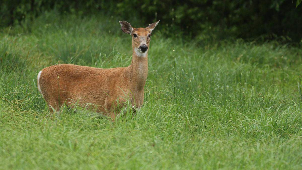 Chronic wasting disease is an always-fatal disease of deer, elk and moose. No deer or elk have yet tested positive for the disease in Centre County.