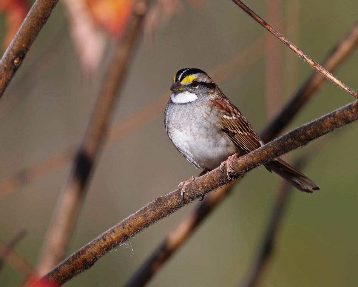 White-throated sparrows eat sunflower seeds, cracked corn and more at feeders.