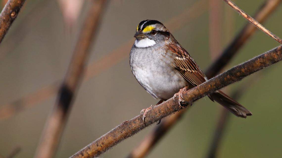 Afield: It’s time to count birds in Centre County. Here’s how to get involved in the effort