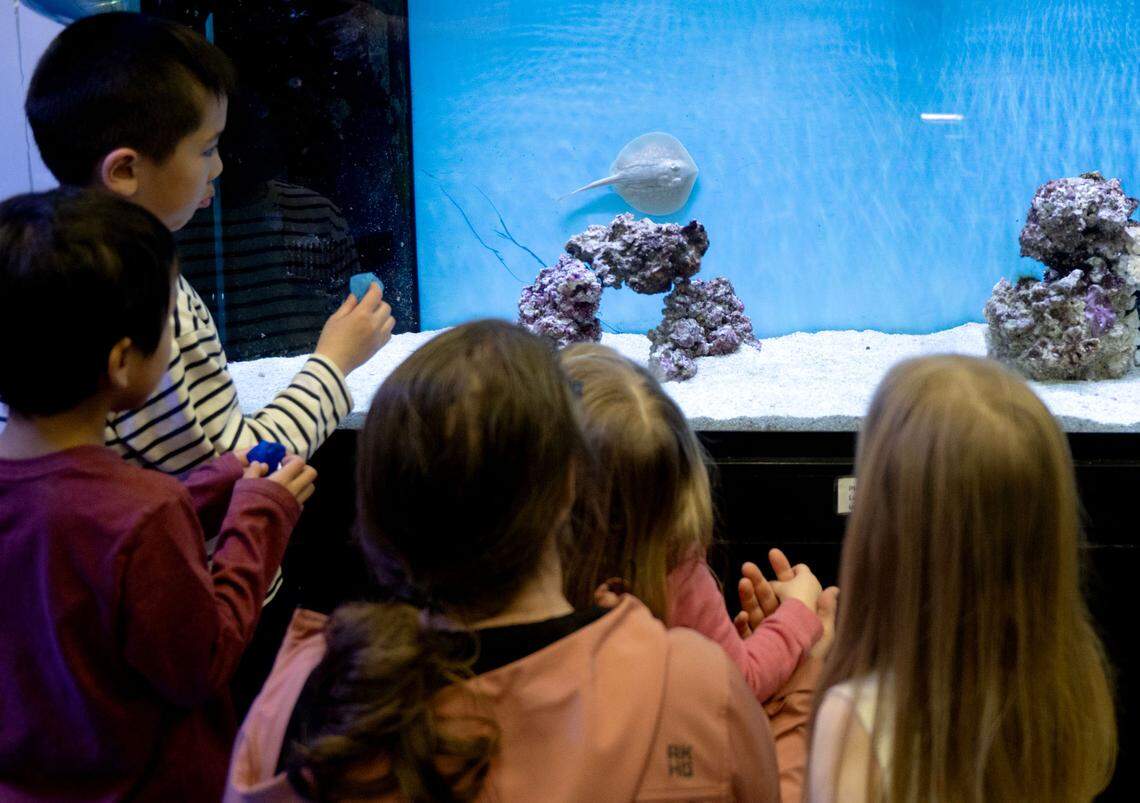 Youngsters watch Pearl, a female baby stingray, swim in her tank at the Marine Life Center at Discovery Space on Friday, March 14, 2025.