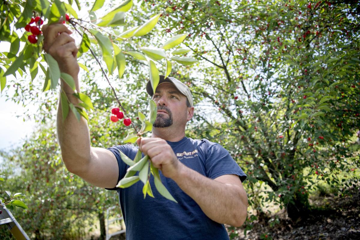 Way Fruit Farm owner Jason Coopey picks sour cherries on Wednesday. After the farm’s best strawberry season in years, Coopey said he’s excited for cherry season.