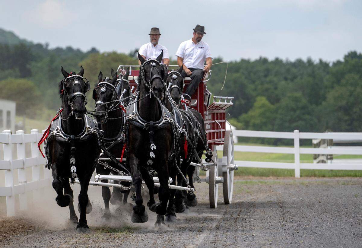David Hershey of Spring Mount Percherons steers his 6 horse hitch during a draft horse demonstration at Penn State’s Ag Progress Days on Tuesday, Aug. 9, 2022.