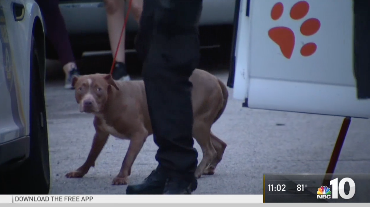 Police say three pit bulls mauled a toddler, who died, and his aunt inside of their home in Port Richmond, Philadelphia. There were two other pit bulls in the house, including the one pictured above, that were caged during the attack.