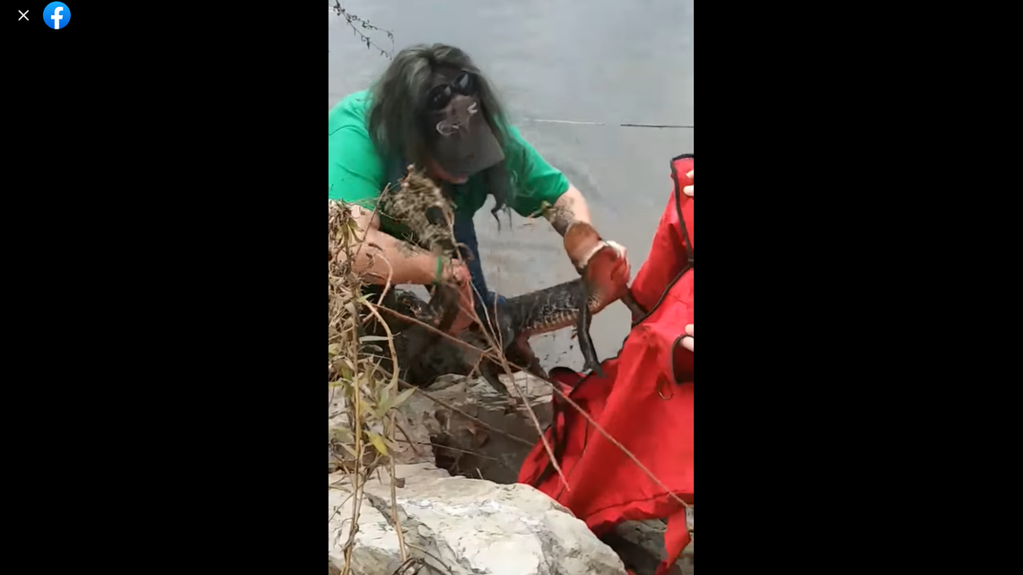 This 3-foot alligator was pulled from Lehigh River in Pennsylvania.