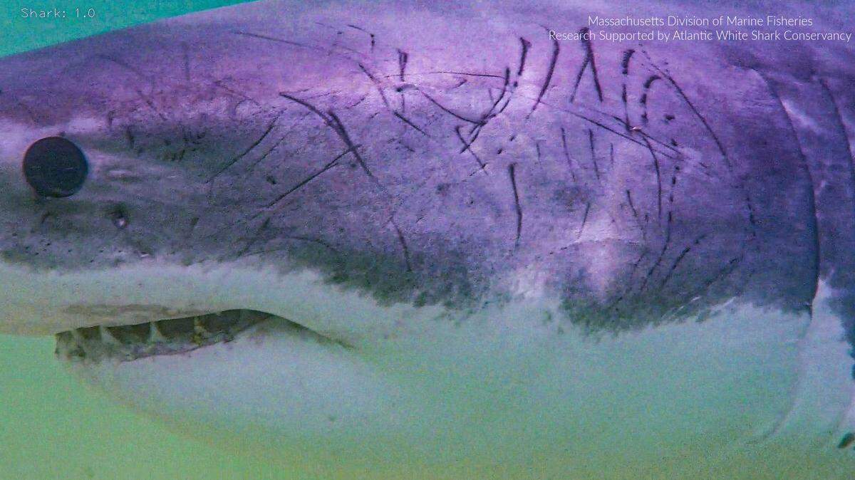 Photos recently shared by the Atlantic White Shark Conservancy show some sharks off the coast of Massachusetts are covered in scratches.