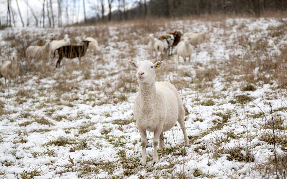 Katahdin Hair Sheep graze at Pole Cat Hollow Farm on Thursday, Dec. 4, 2025.  
