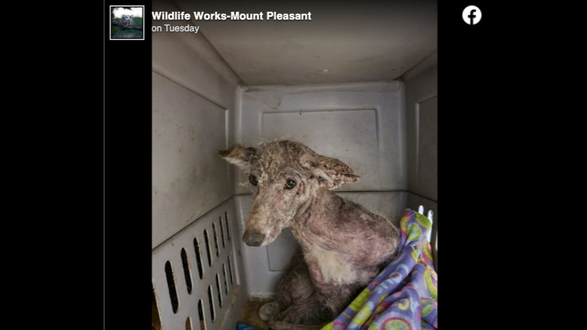 Officials in Pennsylvania conducted DNA testing on a rescued animal that was believed to be either a dog or coyote.