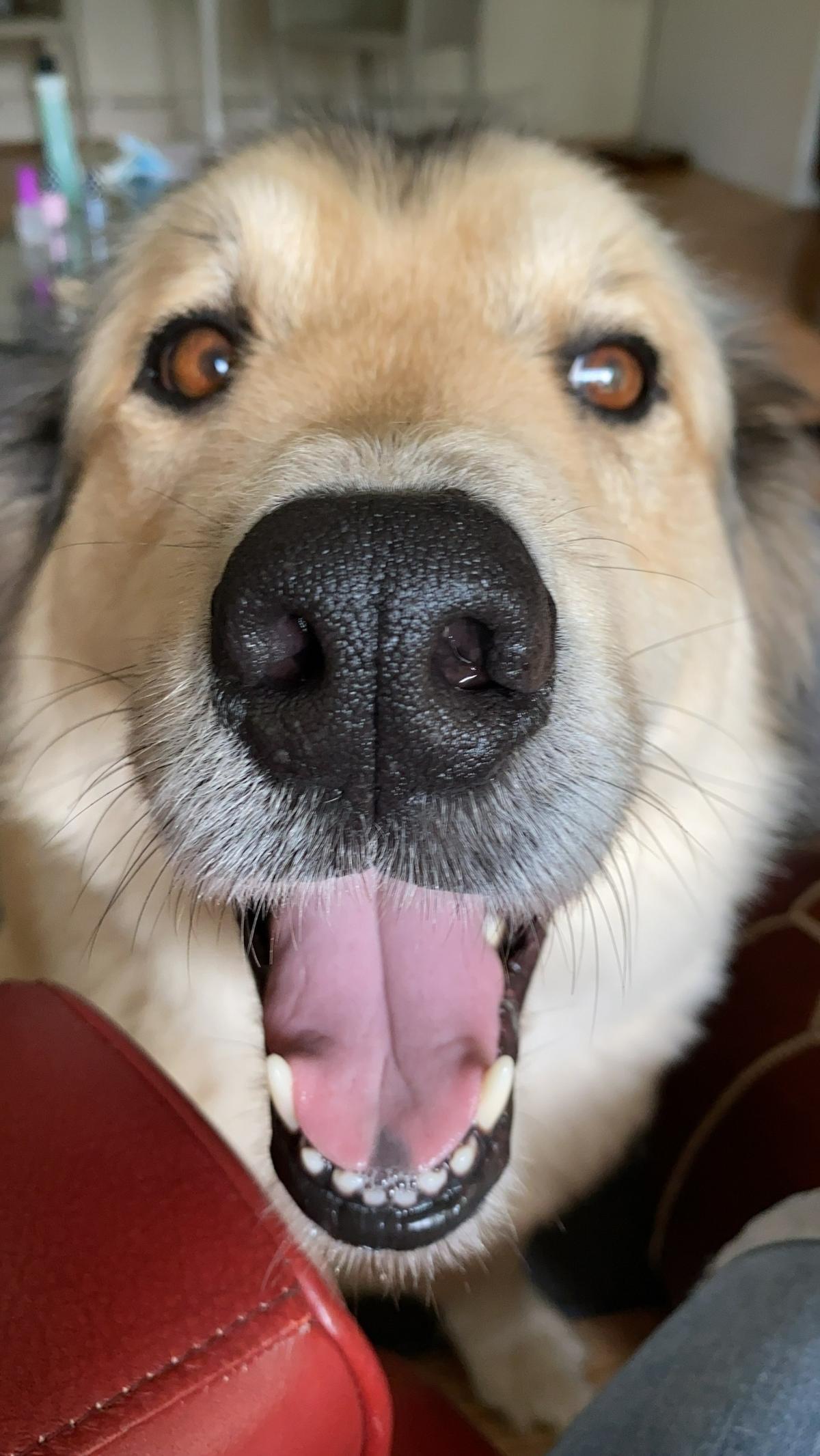Willy lives in State College and is 8 years old. He’s a malamute/Australian shepherd mix and a foster rescue.