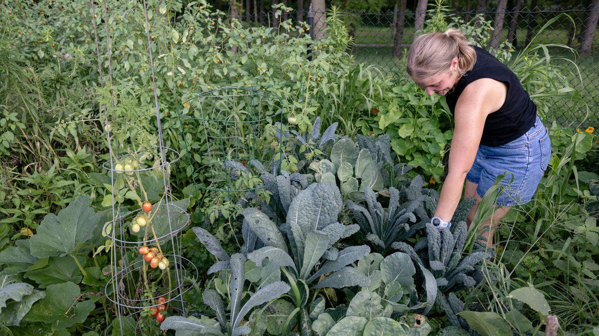 Grace Lewis works in her garden plot at the Penn State Community Garden on Wednesday, July 30, 2025. Lewis, who is a Penn State grad students, appreciates have a piece of land to grow vegetables. 