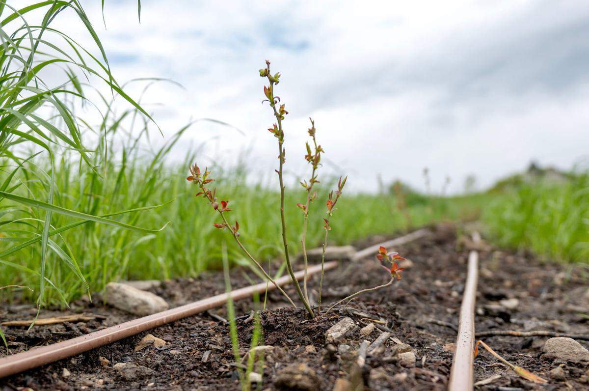 A freshly planted blueberry bush at Berries & Twig Farm in Philipsburg on Friday, May 23, 2025.