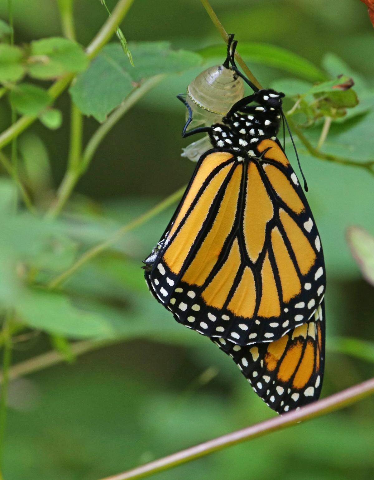 A female monarch butterfly dries its wings after emerging from its chrysalis. It is this generation of monarchs that will migrate south to Mexico.