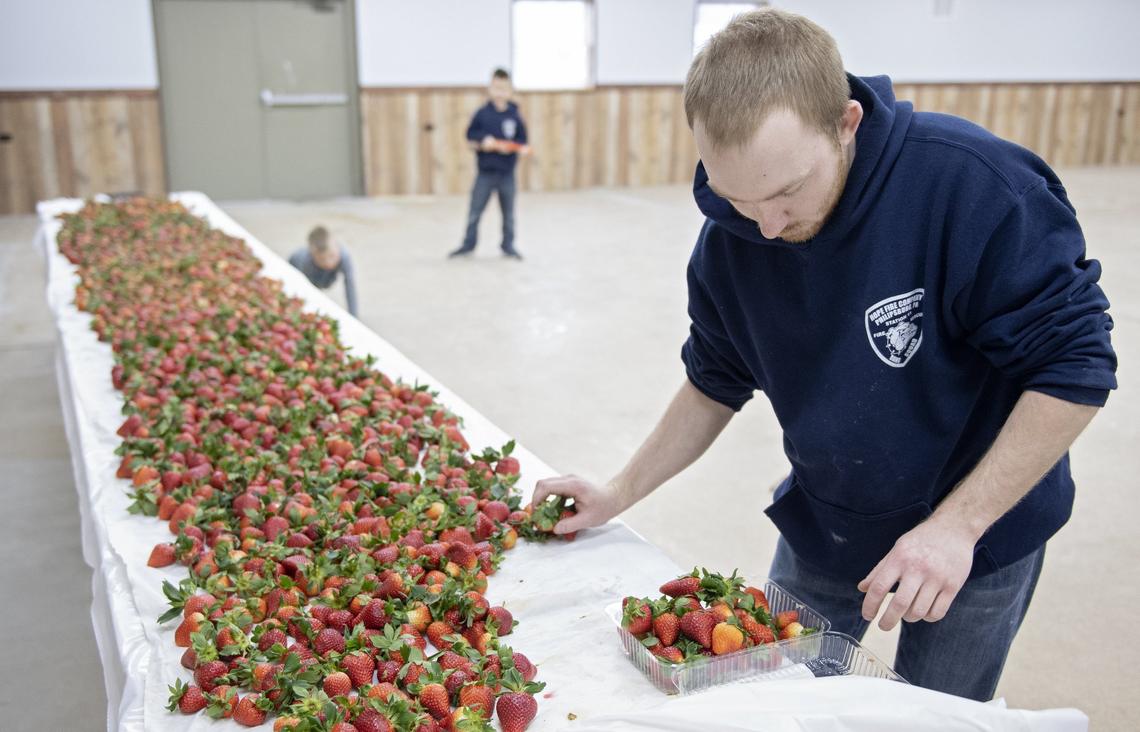 Matt Rebmann helps make chocolate covered strawberries for the Hope Fire Company Valentine’s Day fundraiser on Feb. 12.