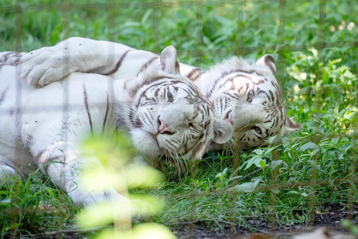 Two white Bengal tigers play together at T&D’s Cats of the World in Penns Creek on Monday, June 13, 2022.