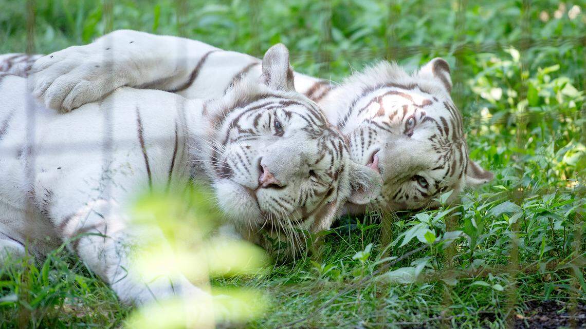 Lions, tigers and bears? Visit a wild animal sanctuary here in central Pennsylvania
