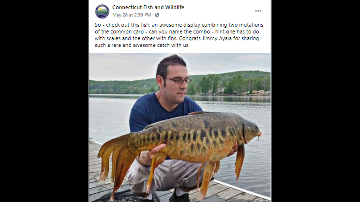 Jimmy Ayala of of Connecticut caught a carp with multiple mutations, the state reports.