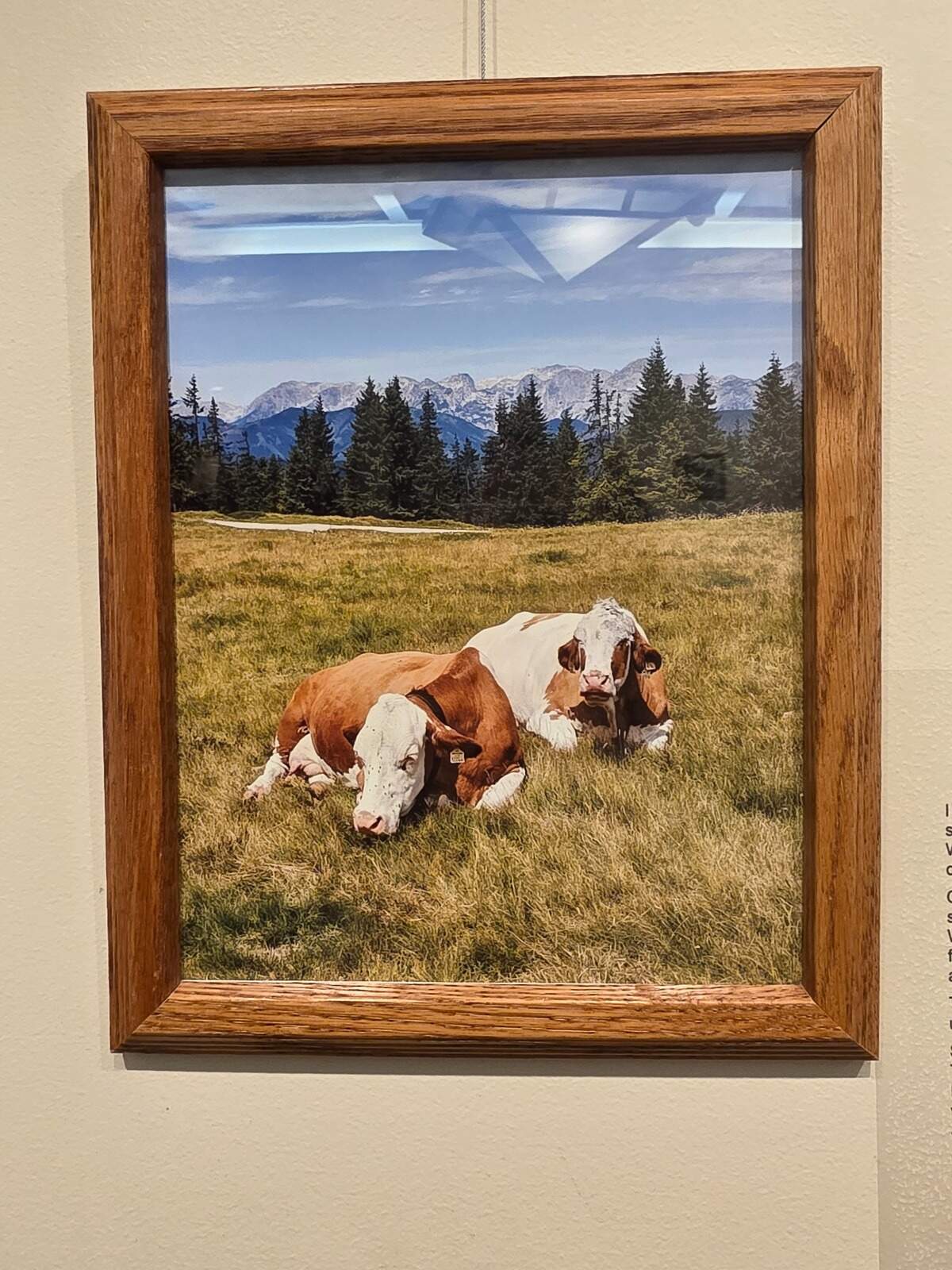 Agnes Albert’s photograph of two cows hangs on the wall at Schlow Library.