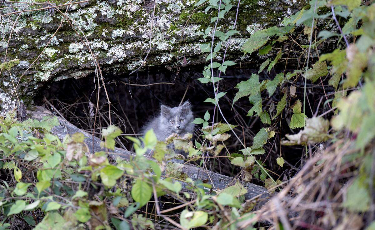 A kitten looks out from the trees in Country Place Park on Tuesday, Oct. 14, 2025. Harris Township has partnered with Hope’s Dream Rescue & Sanctuary to help trap-neuter/spay-release (TNR) the cats.  