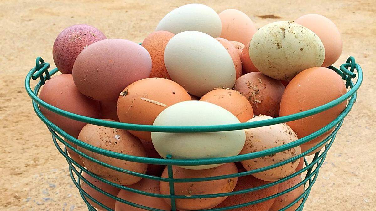 Windswept Farm offers pastured chicken eggs year-round.