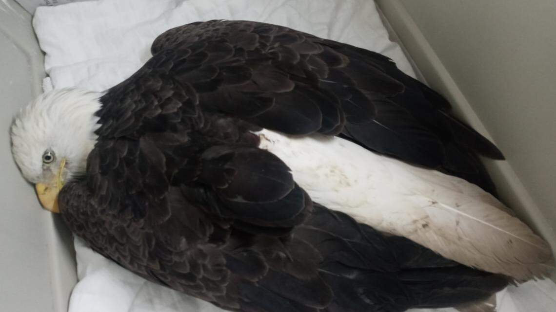 Centre Wildlife Care in Pennsylvania is warning that bald eagles are dying from lead toxicity after seven brought to the center died after poisoning in 2021.