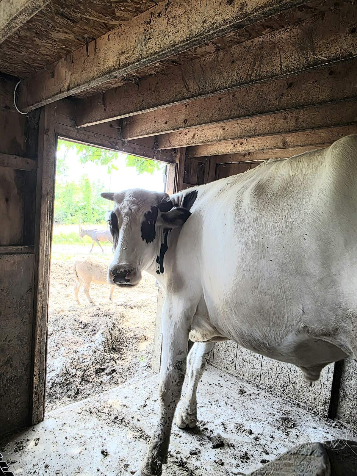 Steward Wilson, a large Holstein bull, stands in a barn stall on Wednesday, June 17, 2026.
