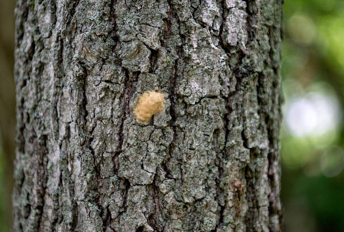 A tree with traces of spongy moths on state game land number 103 on Friday, July 22, 2022.
