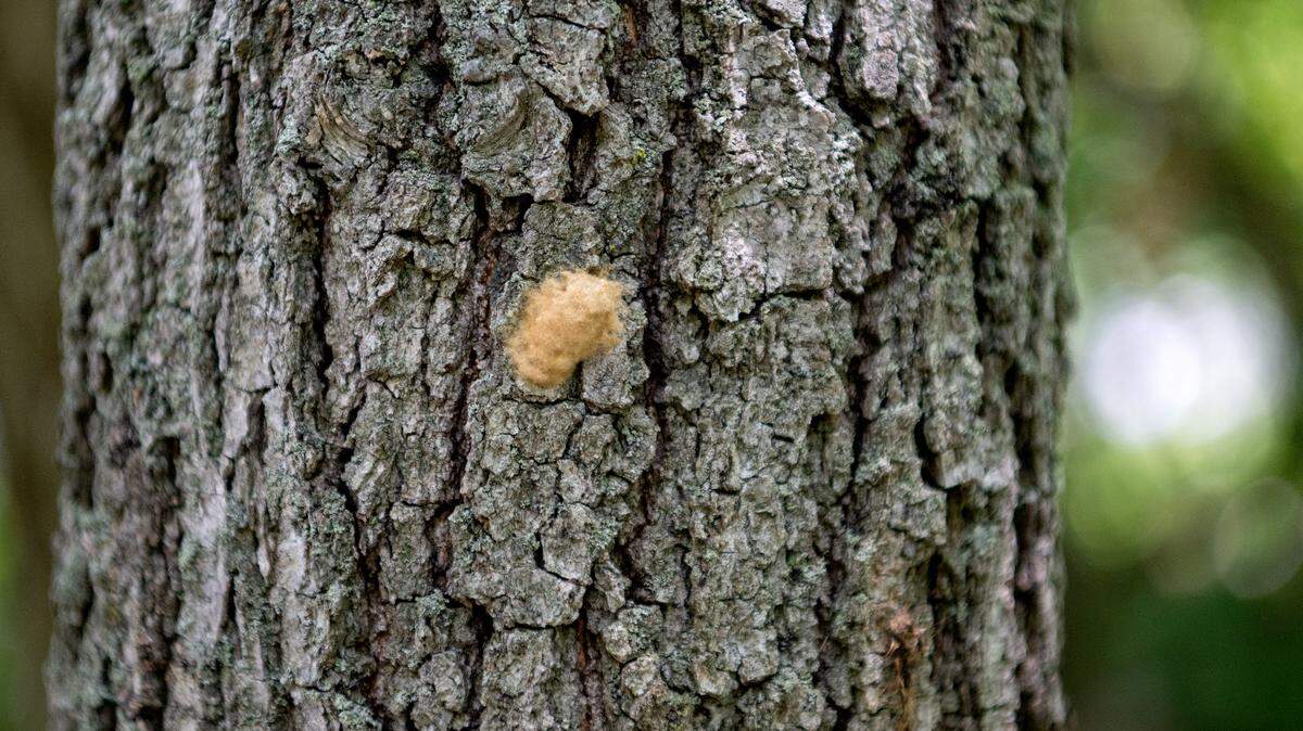 Patton Township will spray for spongy moths in May and June. Pennsylvania has taken a number of steps in recent years to get rid of the species, whose egg mass is seen here in a file photo.