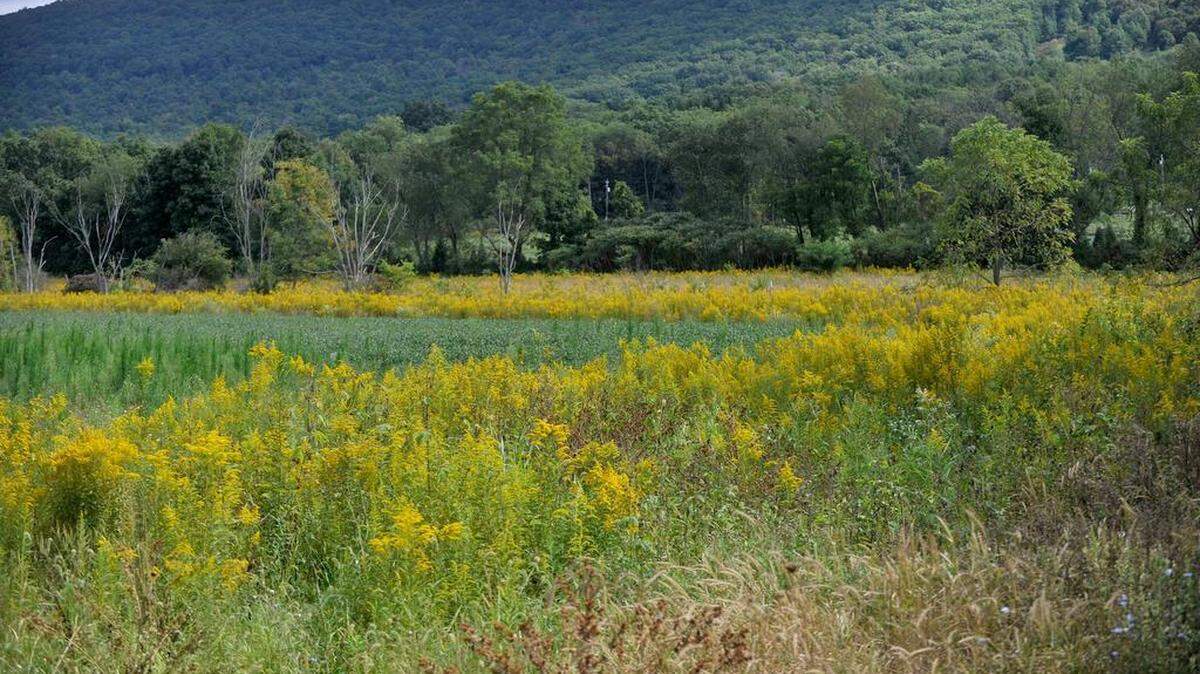 Goldenrod and trees were planted by ClearWater Conservancy as part of a riparian buffer along a stream near Sharer Road in Harris Township in 2014.
