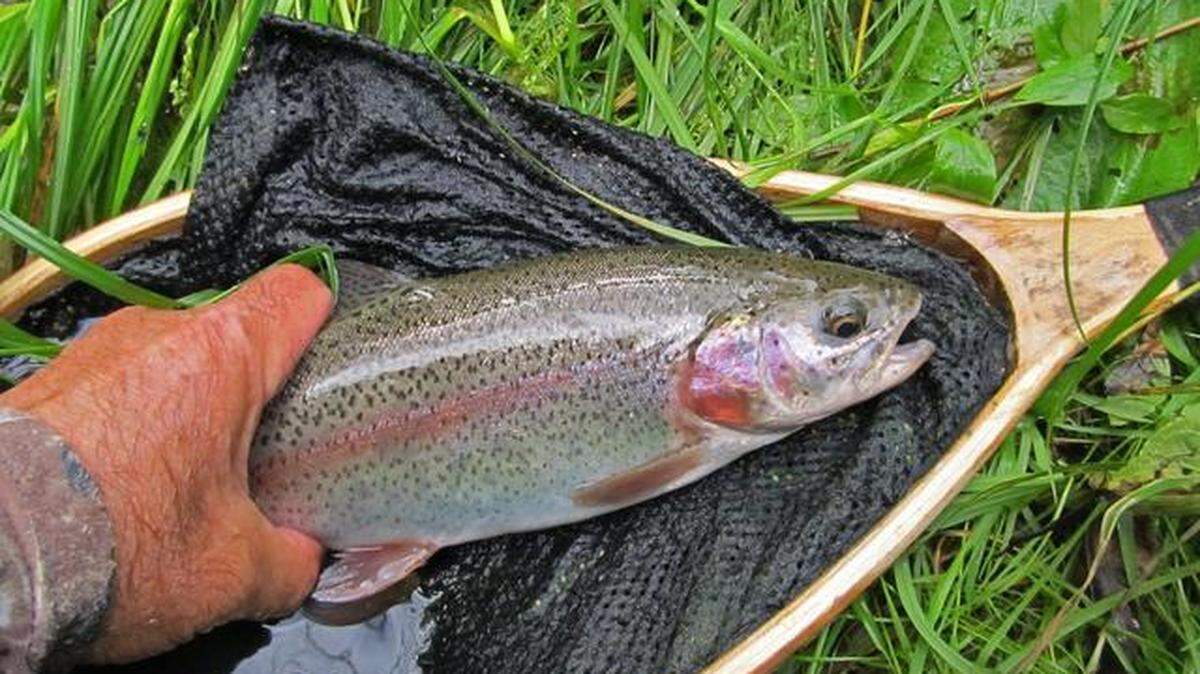 An angler shows off a stocked rainbow trout they caught in Bald Eagle Creek in 2015.